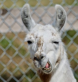 Close up of a llama